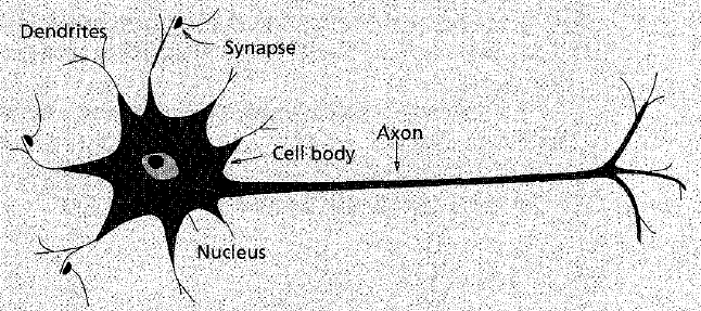 A sketch of a biological neuron